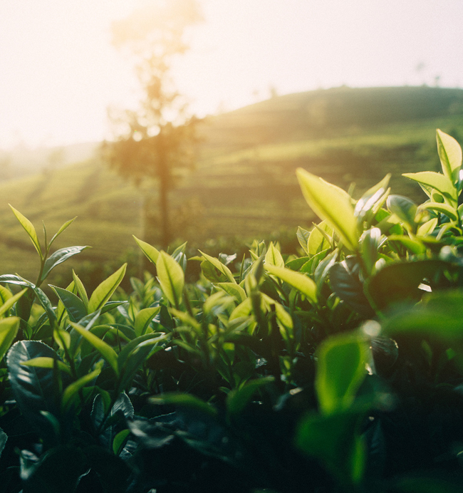 茂德（臨滄）茶葉有限公司
