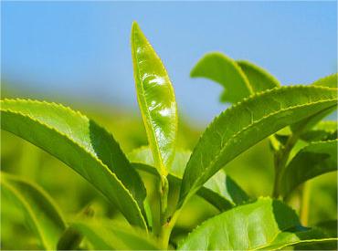 平常心竹葉青：竹葉青茶業(yè)的品牌升級(jí)與文化傳承